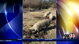 Pigs sow wild oats at Owasso elementary school