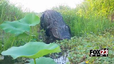 Oklahoma wildlife officials want to study alligators in state