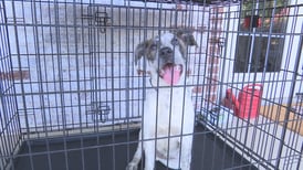 Tulsa Animal Welfare shelter at capacity, asking public to foster or adopt