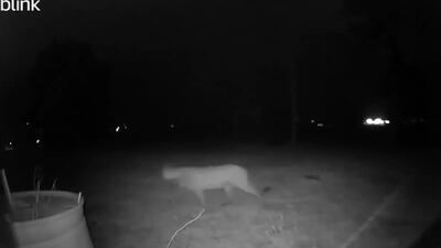 Drumright Police: Mountain lion spotted in someone's backyard