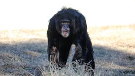 Integrating the new chimp on the block with the 6 other chimpanzees at Tulsa Zoo