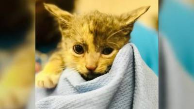 SEE: Tampa police rescue kitten found outdoors during Hurricane Ian