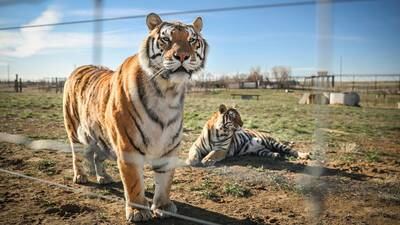 Two Big Cats from Infamous Tiger King Captivity Thriving at San Diego Sanctuary