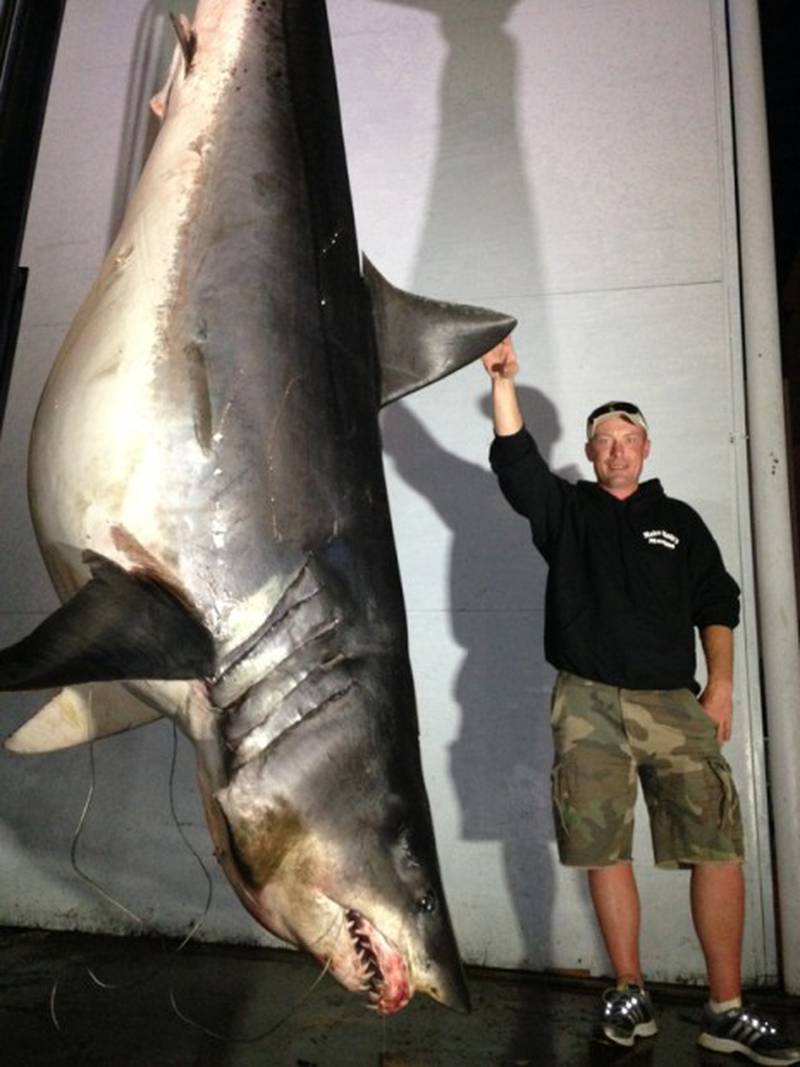 Giant shark may be a world record catch – 102.3 KRMG