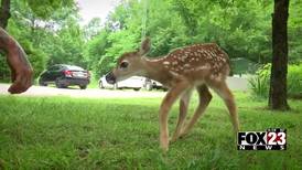 Former lineman volunteers with Claremore animal ranch, rescues injured fawn