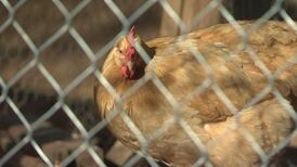 Controversial poultry waste bill set for hearing in State Senate Monday