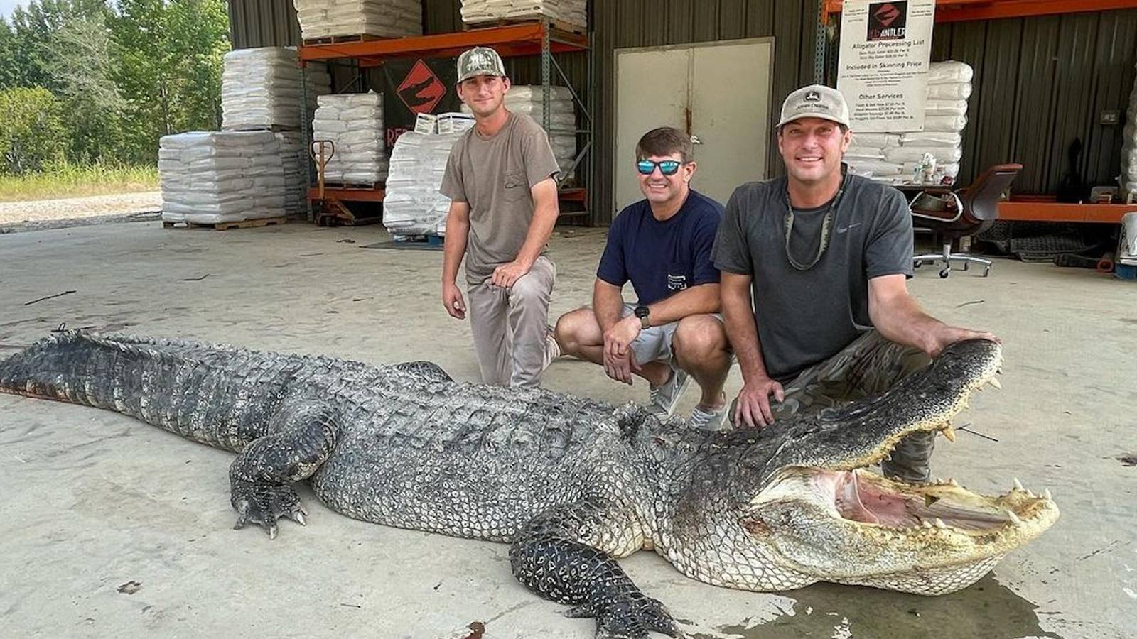 A Massive Alligator Captured In Mississippi Breaks A State Record 1023 Krmg 