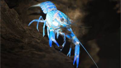 Invasive crayfish first-time found in Texas pond, for second time nationwide