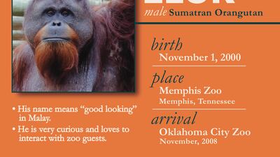 Photos: Oklahoma City Zoo selling NFT designed by resident orangutan