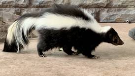 State health officials searching for skunk saver in Bristow