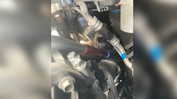 Photos: Injured raccoon rescued from car engine