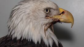 Green Country wildlife rescue launches campaign to help save eagles from lead poisoning