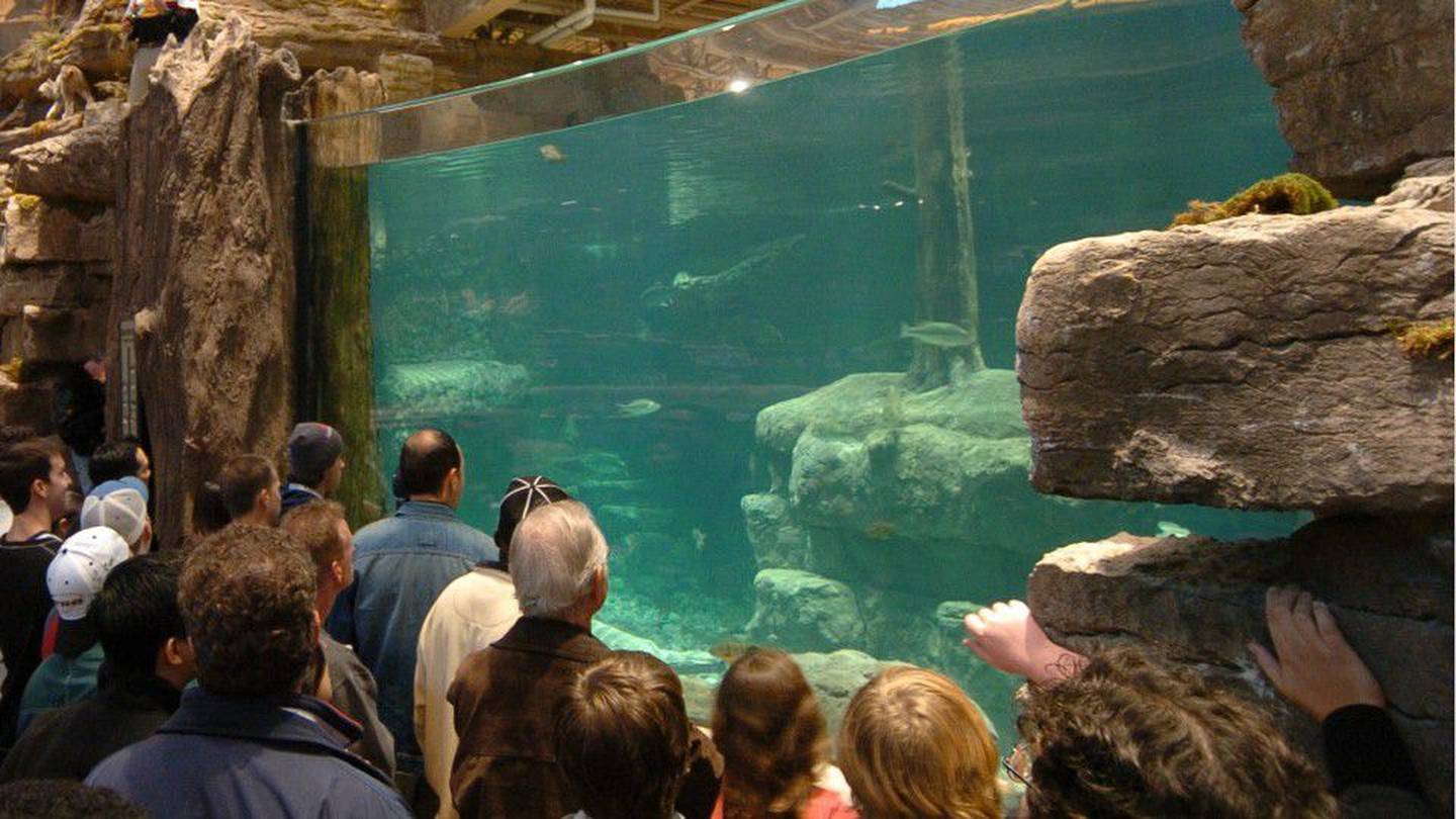 Cannonball - Man jumps into Bass Pro Shops fish tank in South