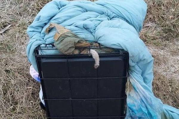 PETA offers $5K for information about dead dog found in crate on side of Illinois road