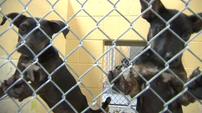 Tulsa Animal Welfare warns pet owners about scammers posing as the shelter