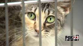 Locals, experts weigh in on proposed TNR program in Tulsa