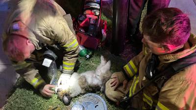 Photos: Bixby Fire Department saves family, puppies from house fire
