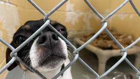 Animal shelter forced to close due to virus