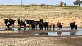 Governor takes action to help ranchers during drought