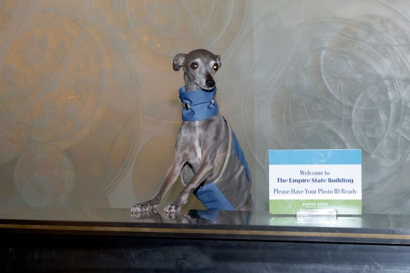 Tika the Iggy, a fashion influencer dog, dies after surgery