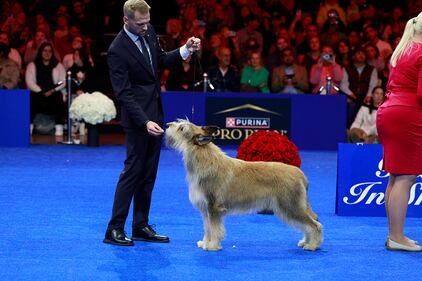 National Dog Show