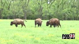 Skiatook family searches for owners after bison show up on their property